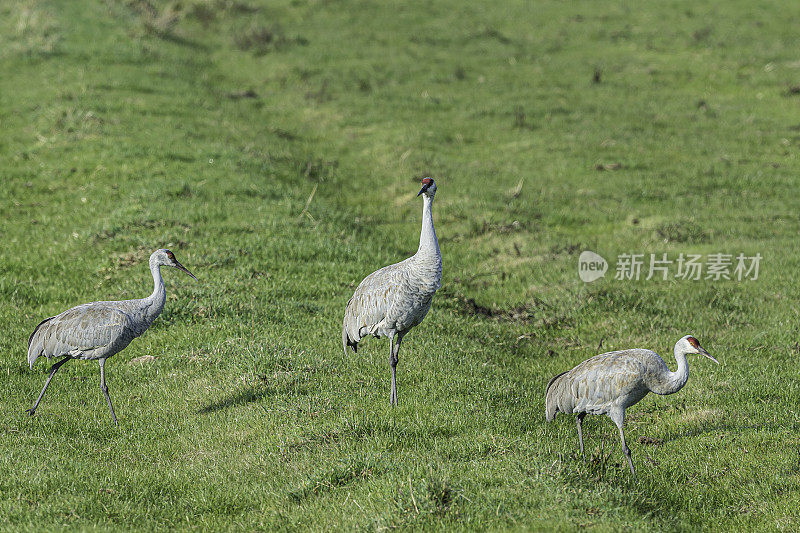 沙丘鹤(Antigone canadensis)是北美大型鹤的一种。加州萨克拉门托-圣华金河三角洲的斯塔顿岛